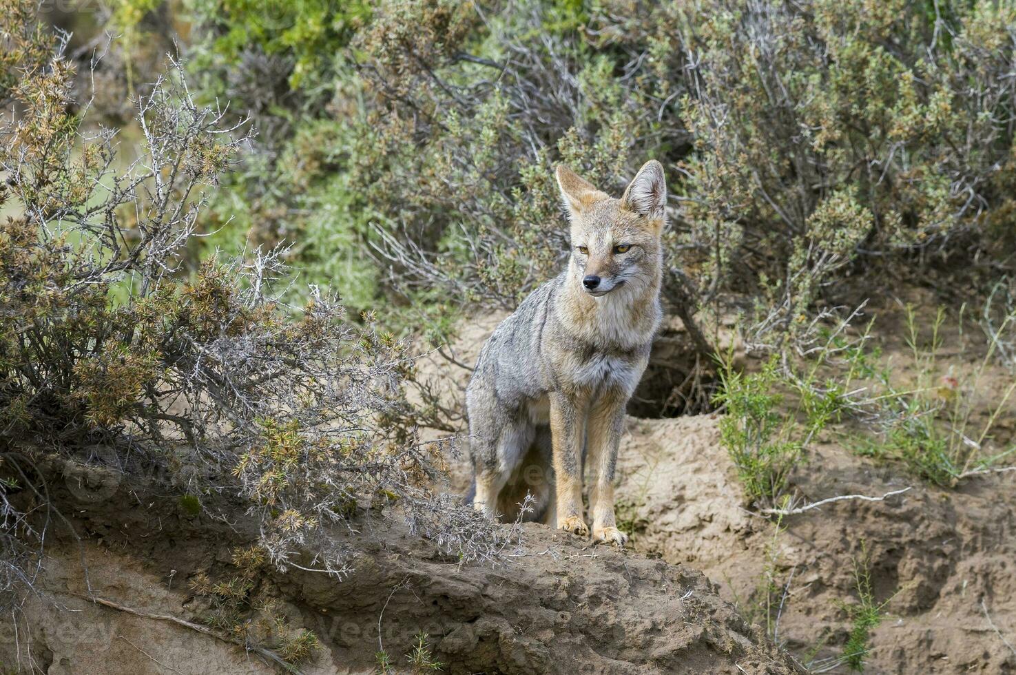 a gray fox in the grass photo