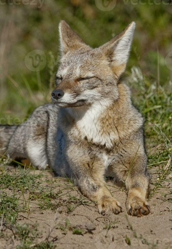 a gray fox in the grass photo