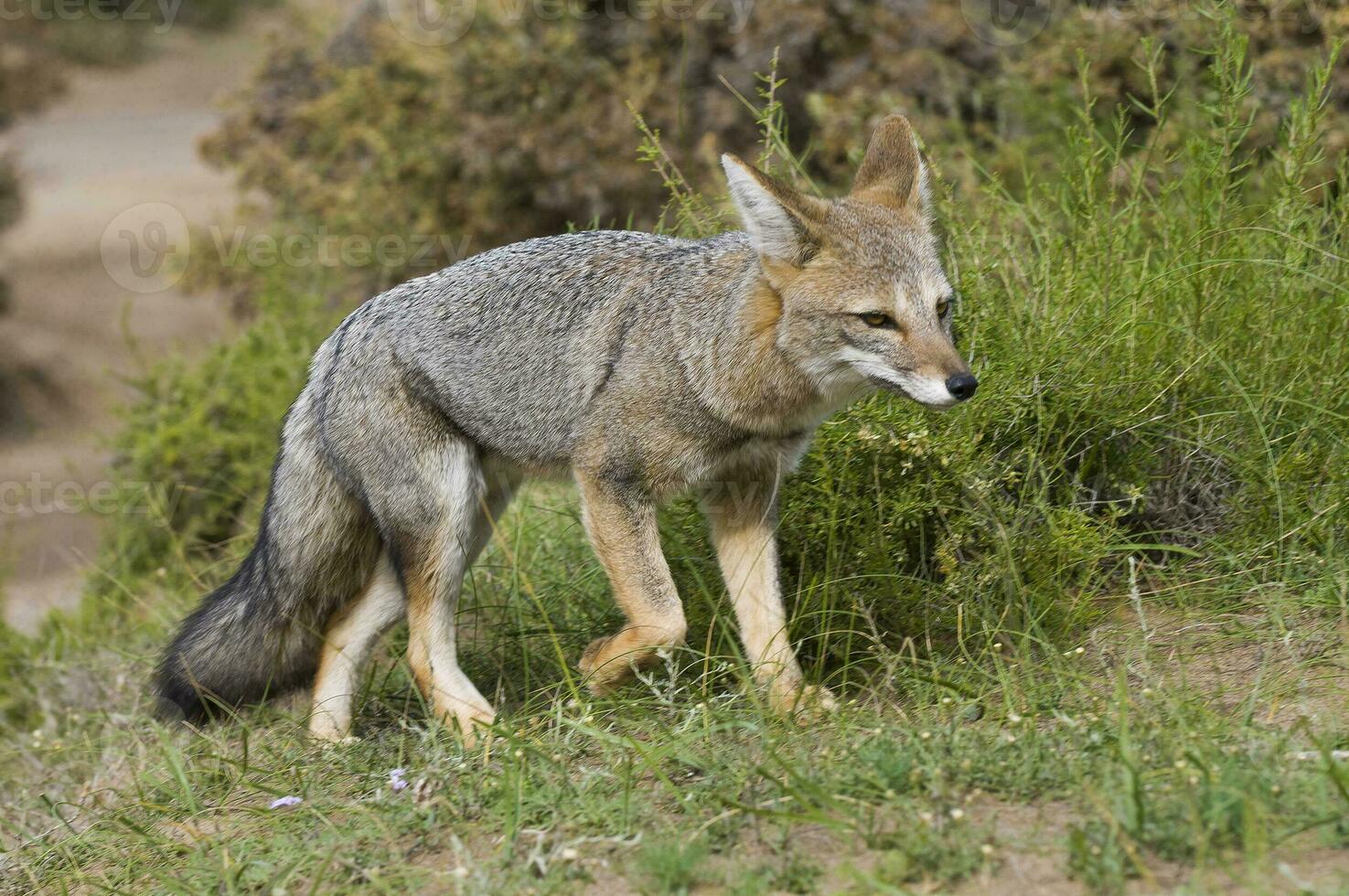 a gray fox in the grass photo