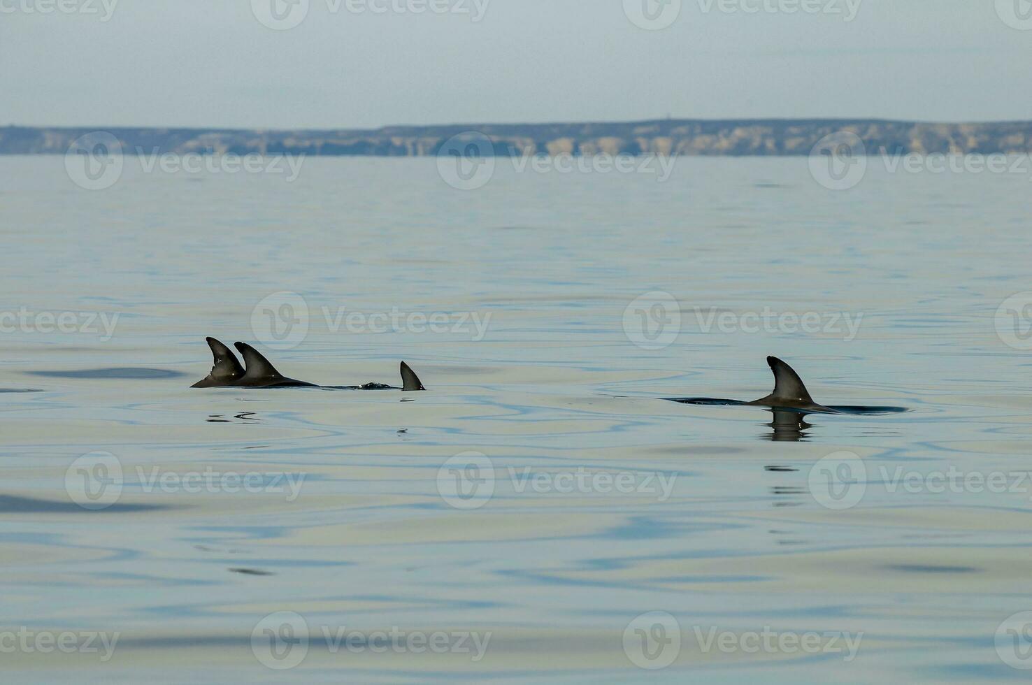 Dolphins in the waters of Patagonia photo