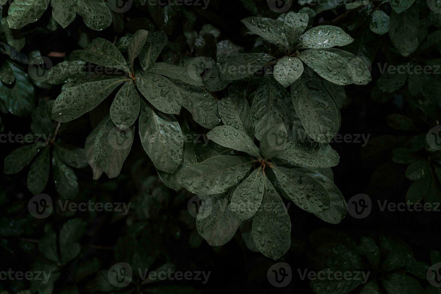 Flat lay, dark nature concept, with rain droplets, dark green foliage texture backgrounds photo