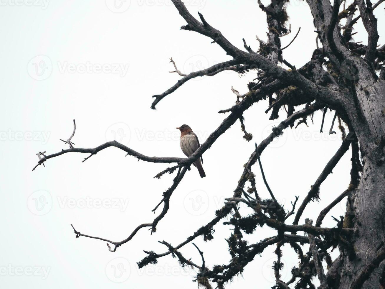 Gnarled bare tree. Silhouette of a bird sitting on a bare tree, bird on a large dry cedar tree. photo