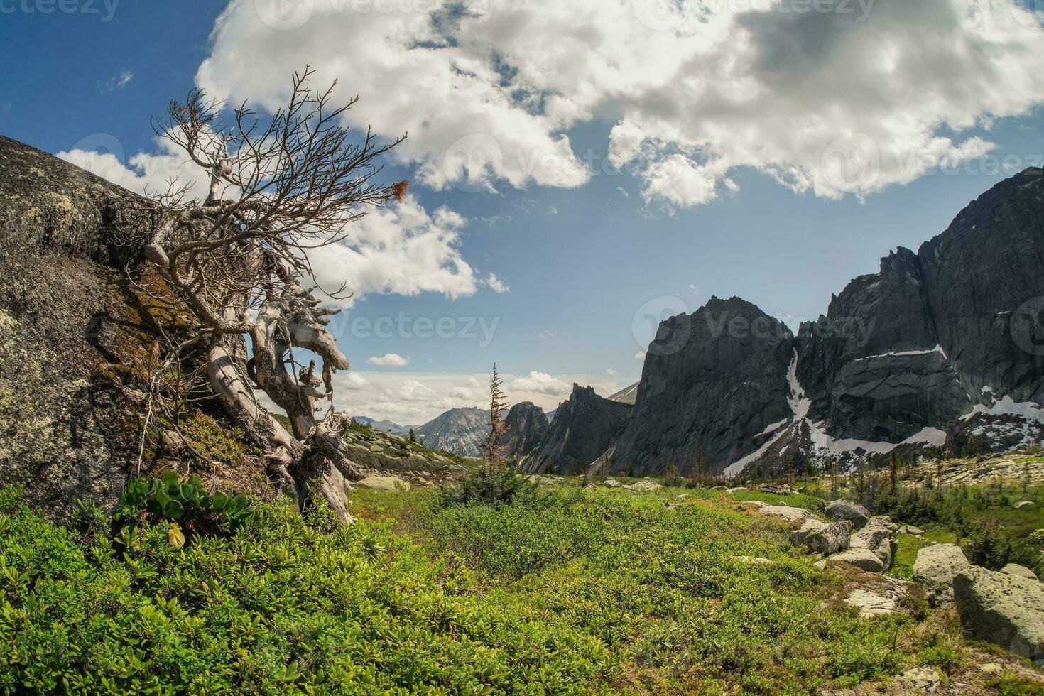 Dry fancy cedar on a granite stone of a mountain slope. Mountain sunny landscape. Ergaki Nature Park in the mountains of Siberia. Western Sayan. photo