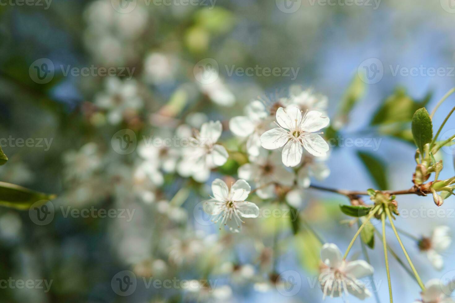 Blooming cherry branches with white flowers close-up, background of spring nature. Macro image of vegetation, close-up with depth of field. photo