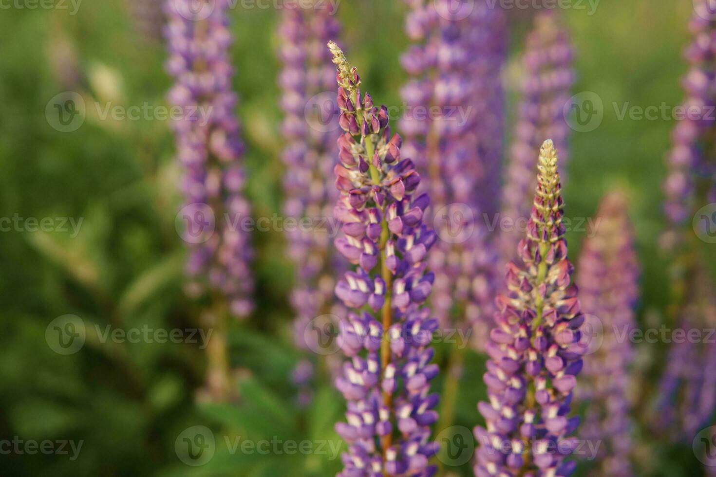 photos of lupine flowers in nature