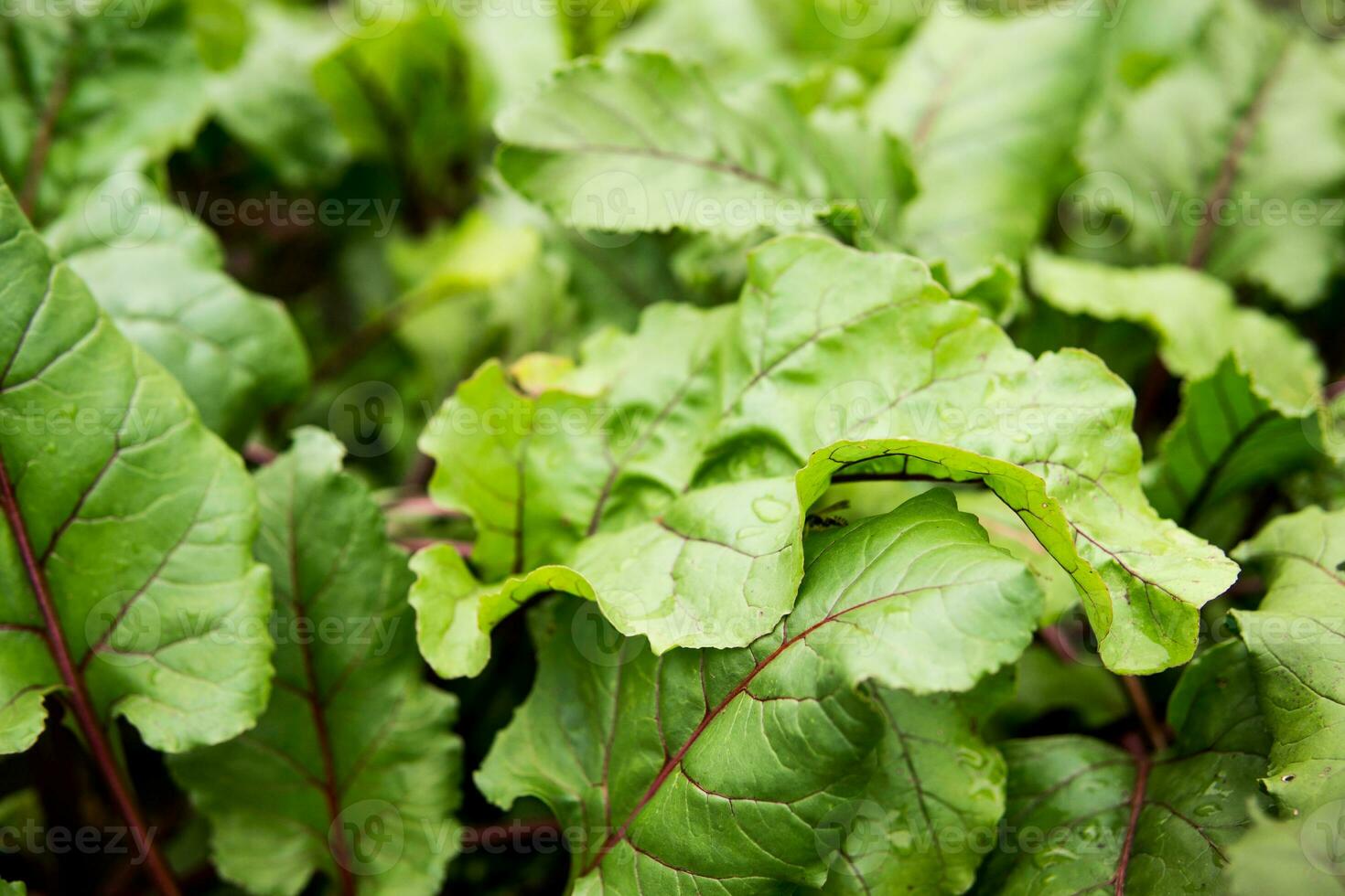 Beetroot growing in the garden. Beet tops. Life in the country. photo