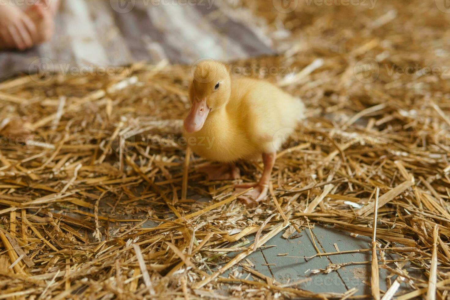 Live yellow ducks next to fresh hay close-up. the concept of raising animals on a farm. photo