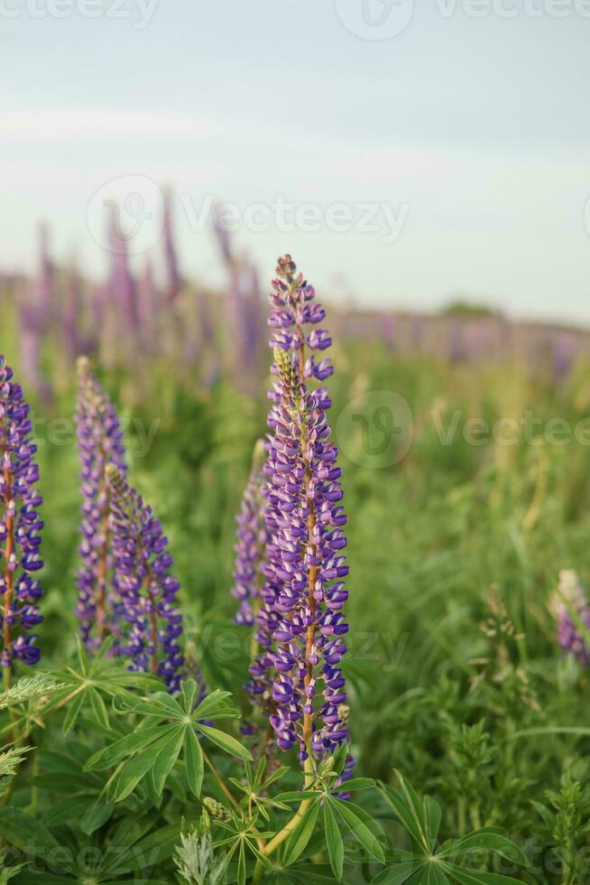 photos of lupine flowers in nature