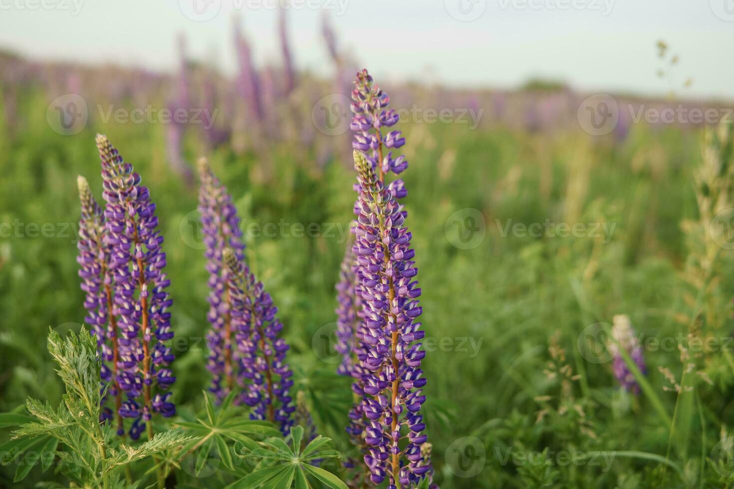 photos of lupine flowers in nature