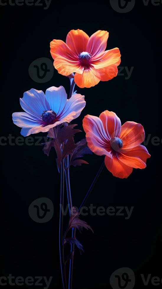 Abstract floral wallpaper with black background, backlit photography photo