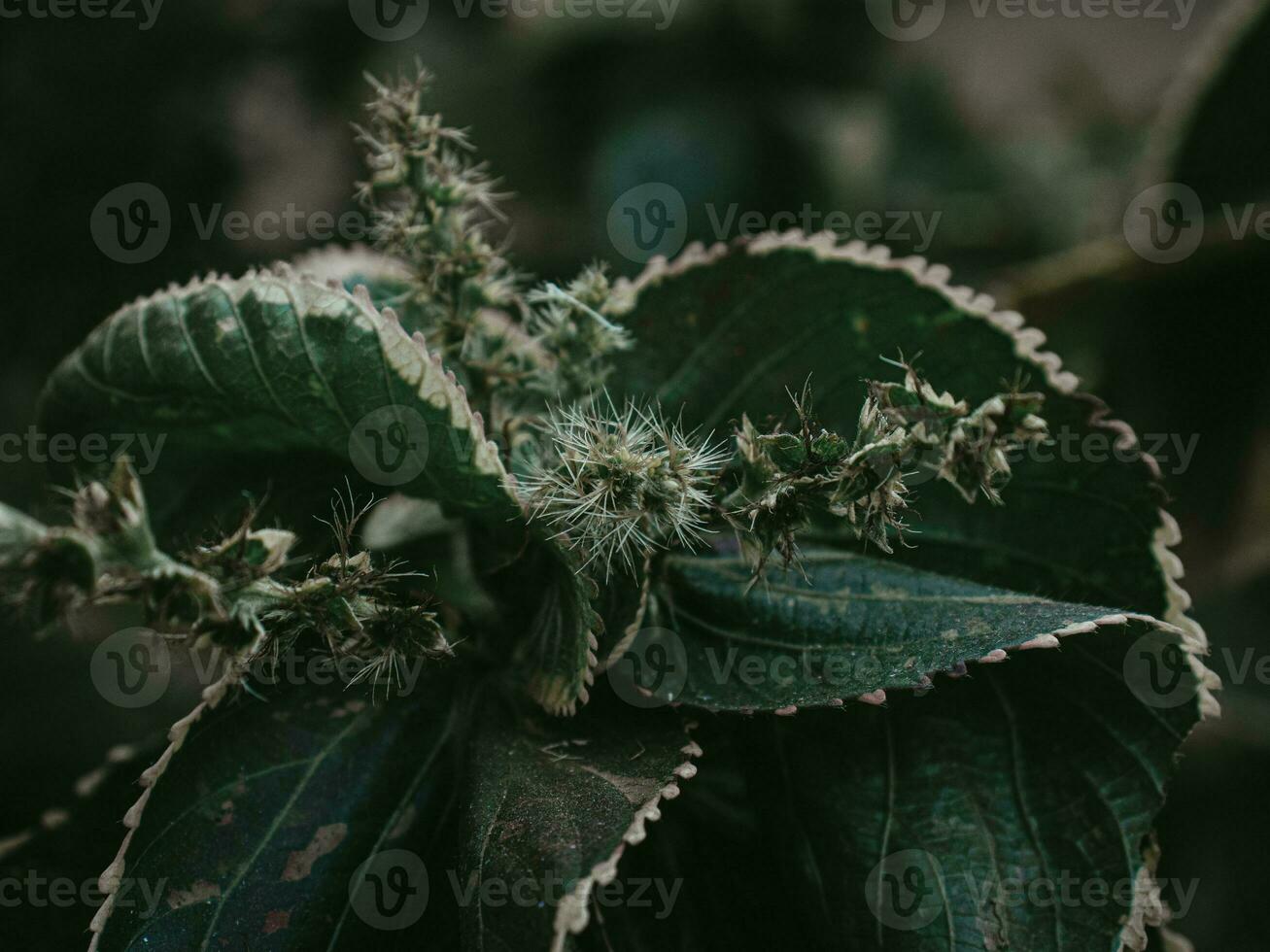 Moody green Flower head of Copperleaf Plant. photo