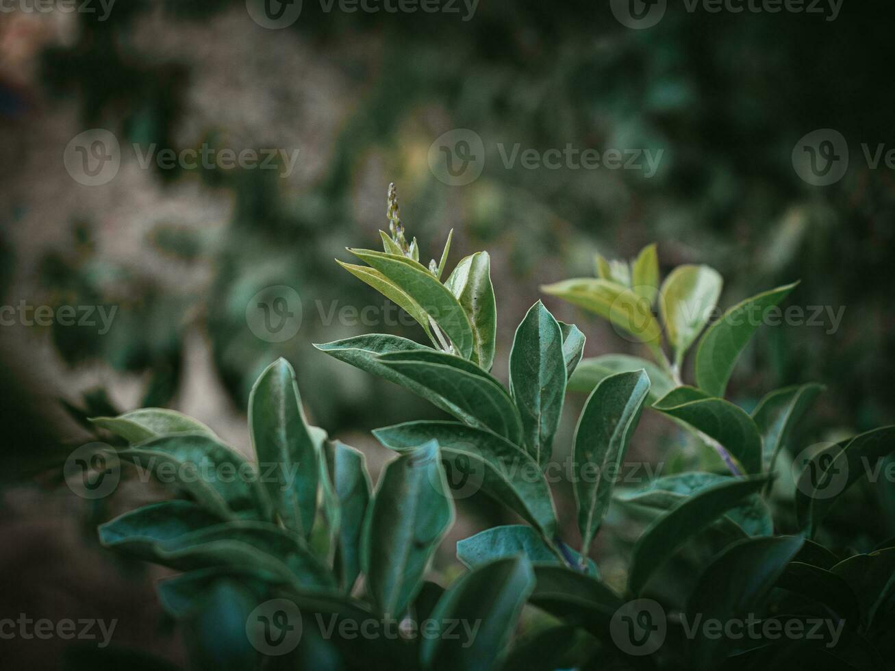 temperamental verde hojas de dorado gota de rocío planta. foto