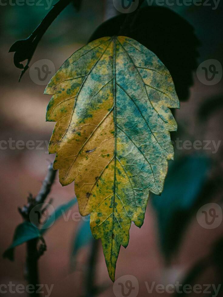 Drying leaf of the Shoeblack plant. photo
