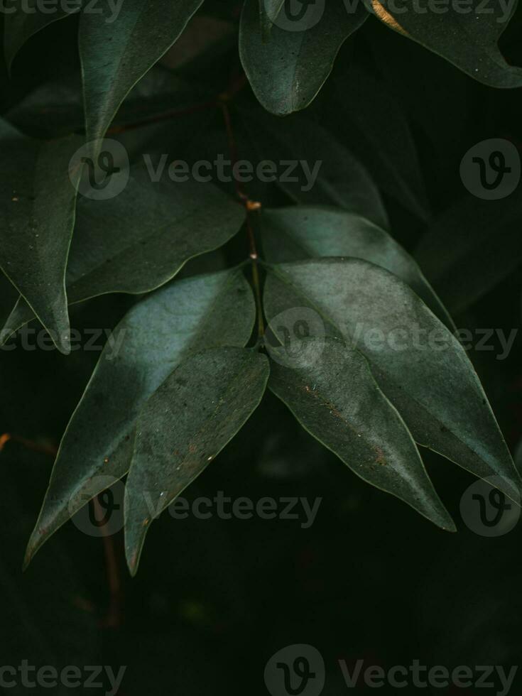 Moody Green Leaves of Glossy Privet plant. photo