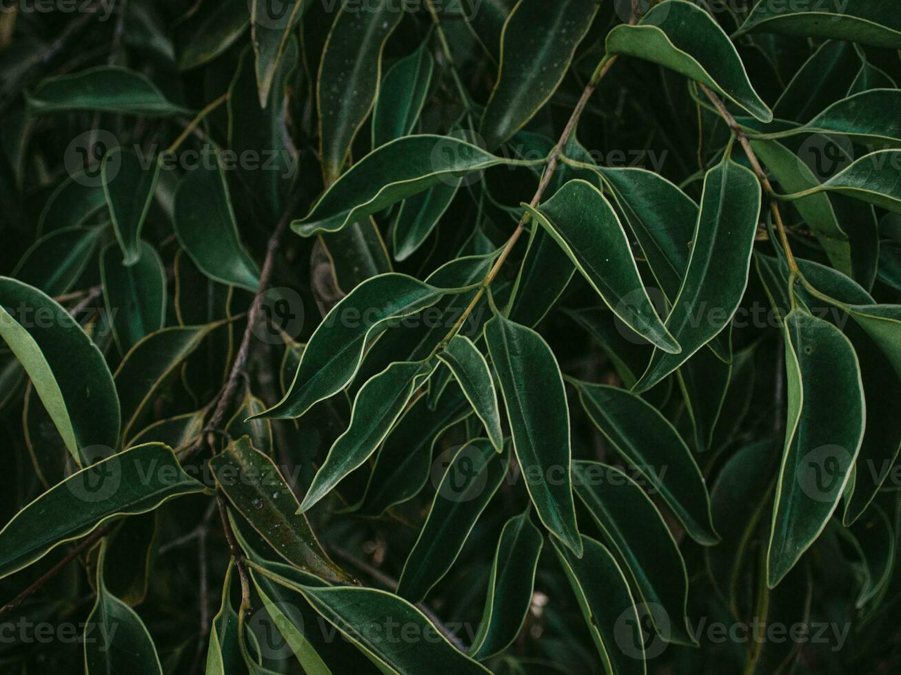 temperamental verde follaje de doblada hojas. foto