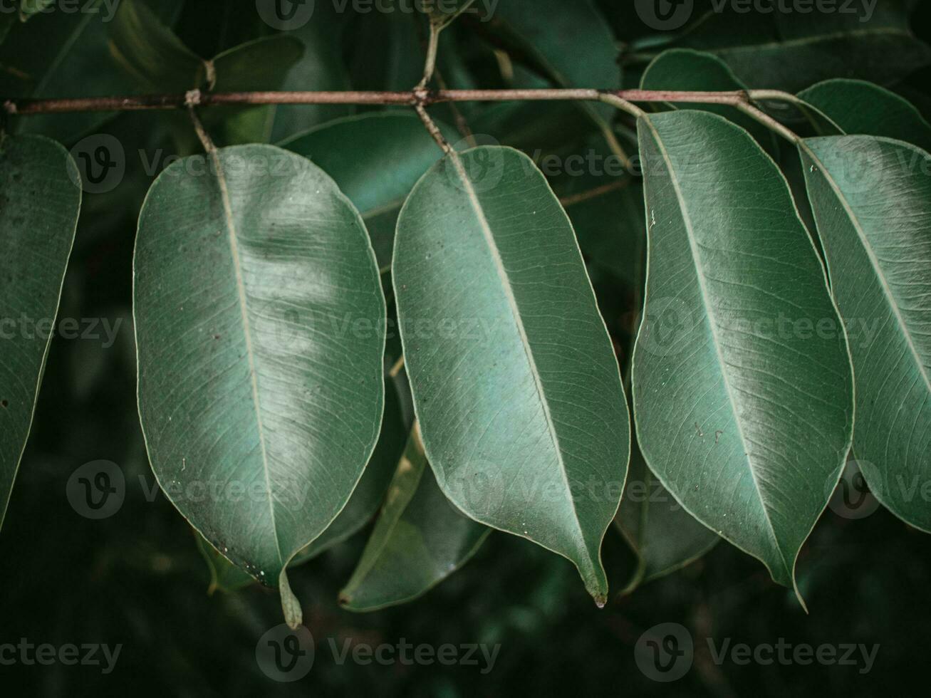 Moody green Leaves of Java Plum tree. photo