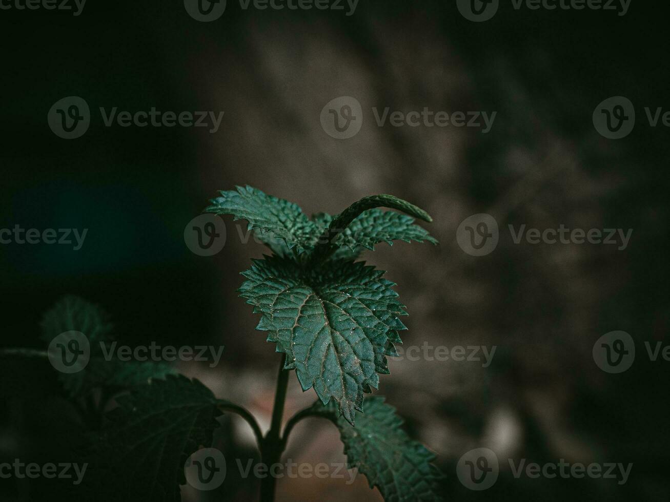 Moody green Plant head of Small Nettle. photo