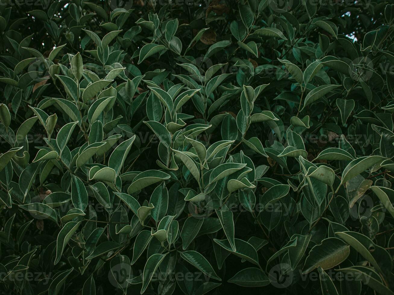 Moody green image of Folded leaves. photo
