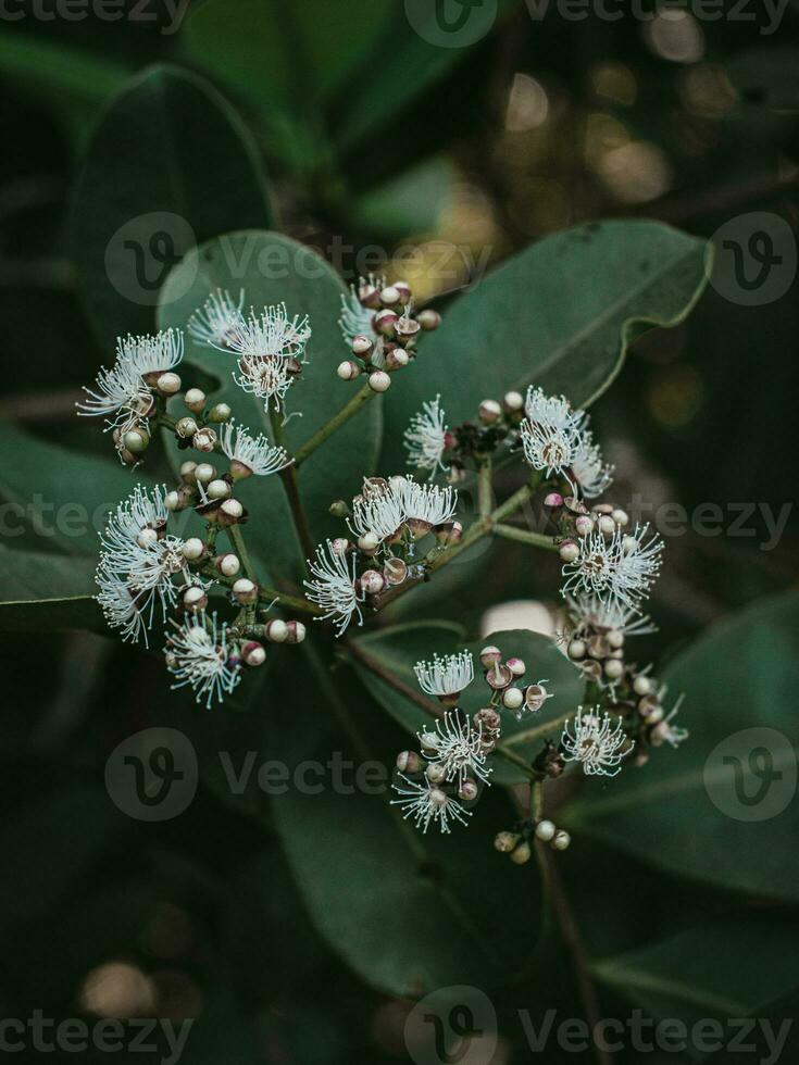 Moody Green Flowers of Java Plum Tree. 26484649 Stock Photo at Vecteezy