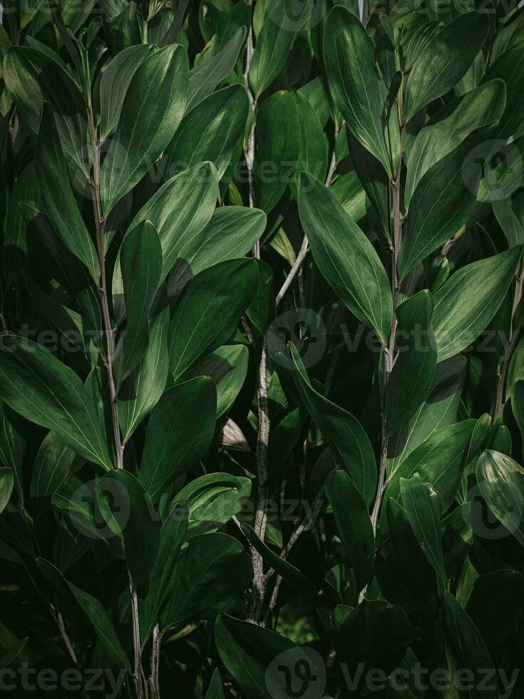 temperamental hojas de eucalipto planta. foto
