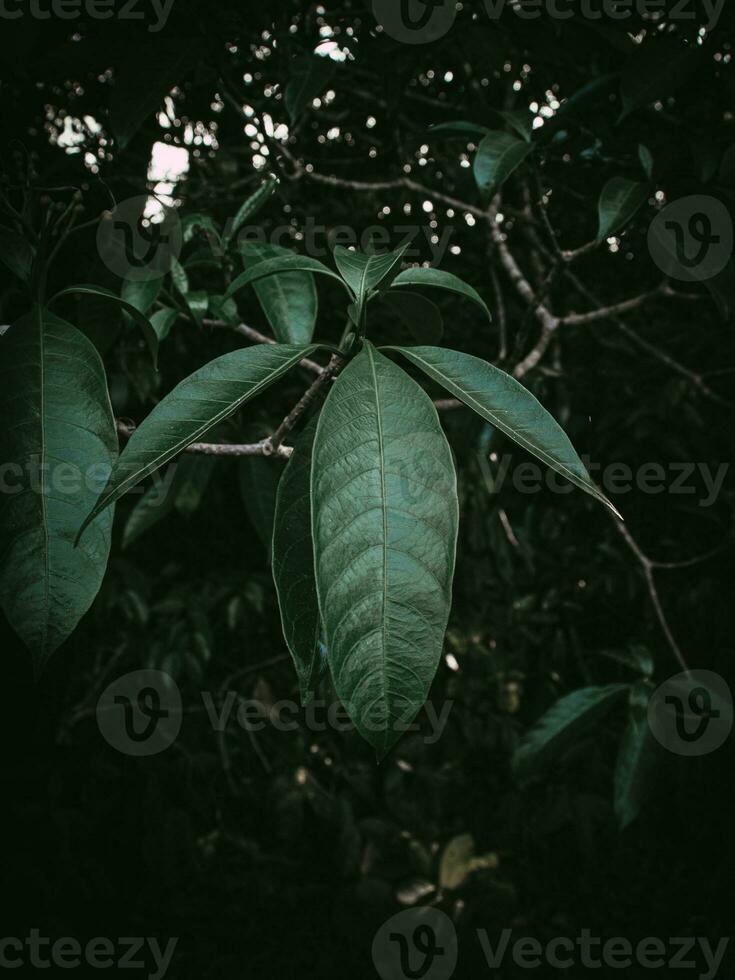 Moody green leaves of the Horse balls Plant. photo