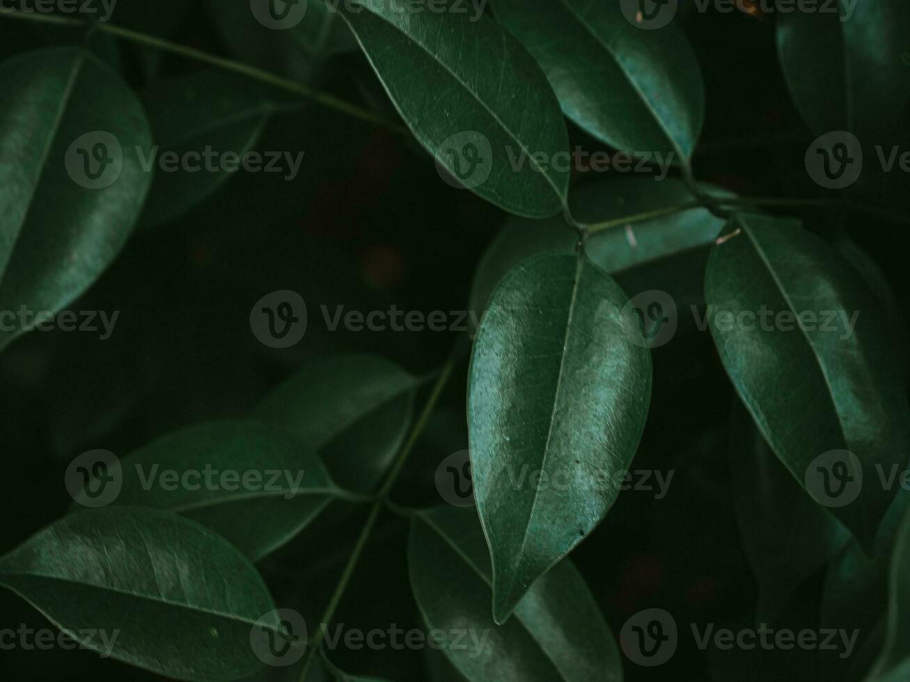 Moody Green closeup of Glossy Privet. photo