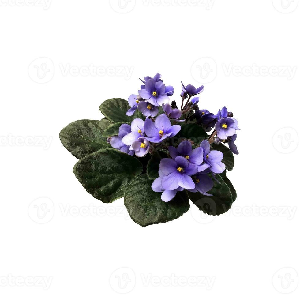 Violet viola flowers set with leaves in pot, home plant isolated object, clipping path, decorative element for design, home decor concept photo