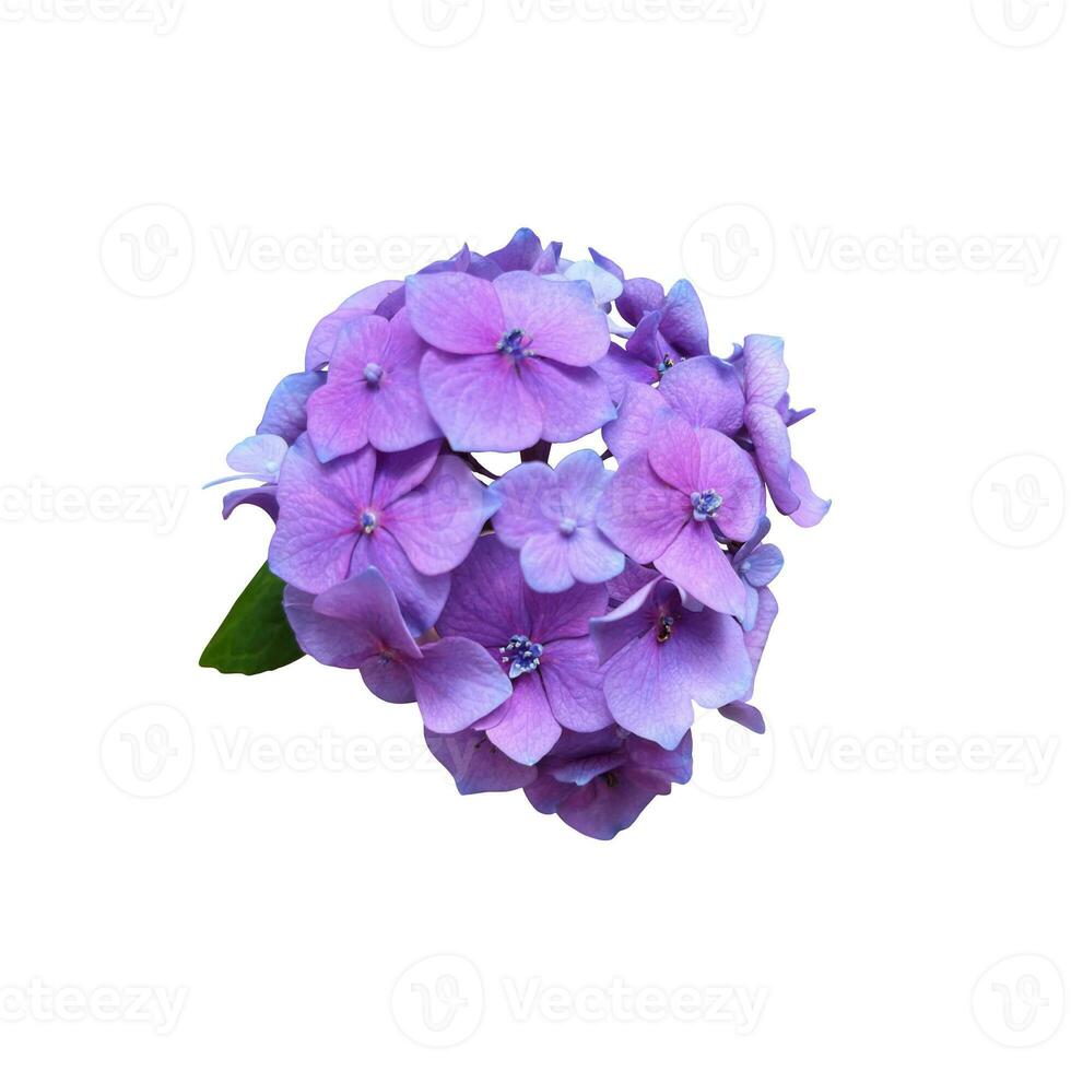 Hydrangea violet garden flower blooming head isolated plant, cut out object, clipping path photo
