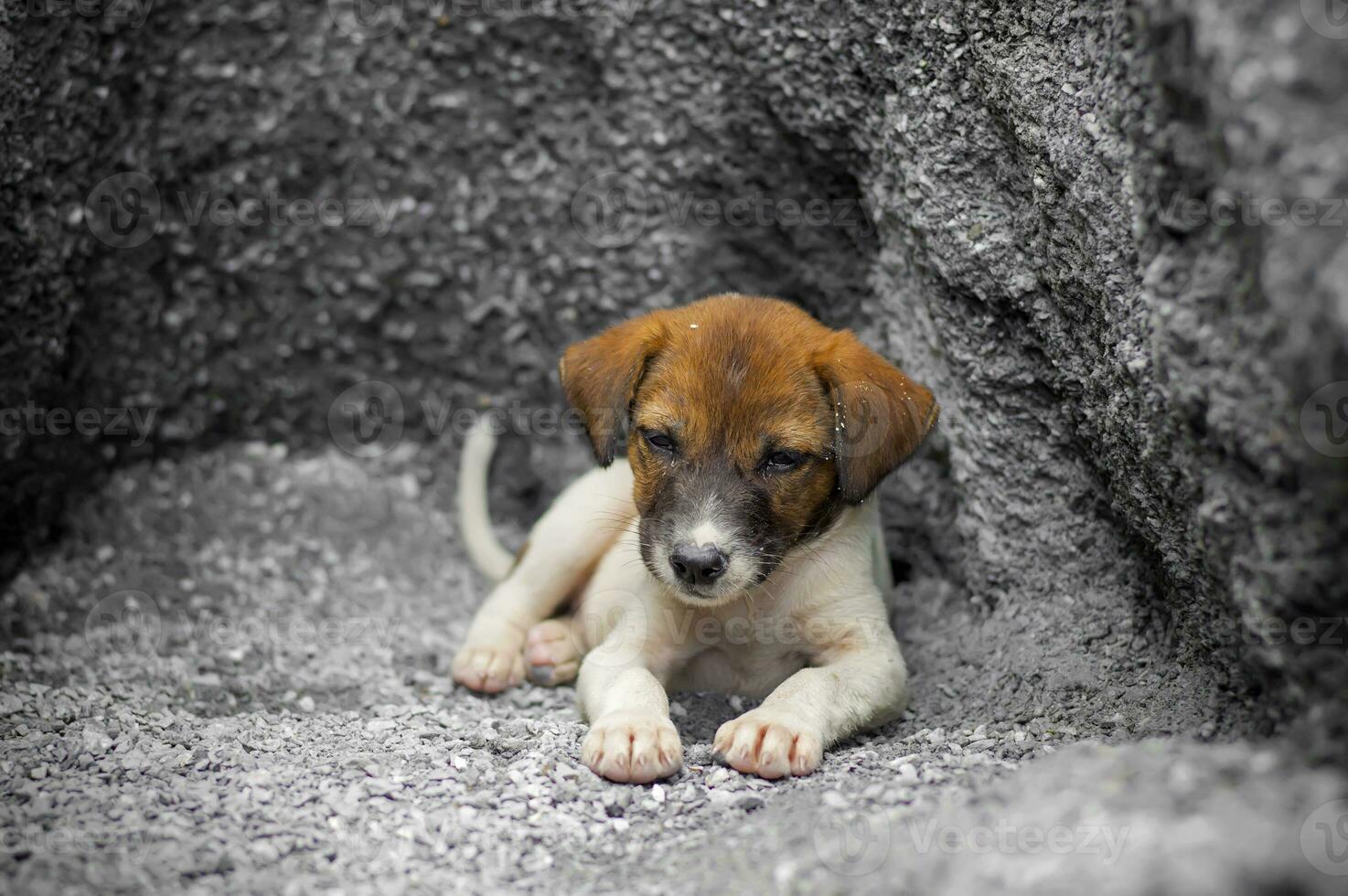 a puppy is sitting in a hole photo