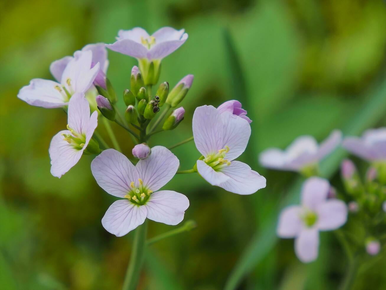 A macro shot of some greenfly, at the center of a cuckoo flower, A closeup of the light pink, colored flower of mayflower, or milkmaid, nature background photo