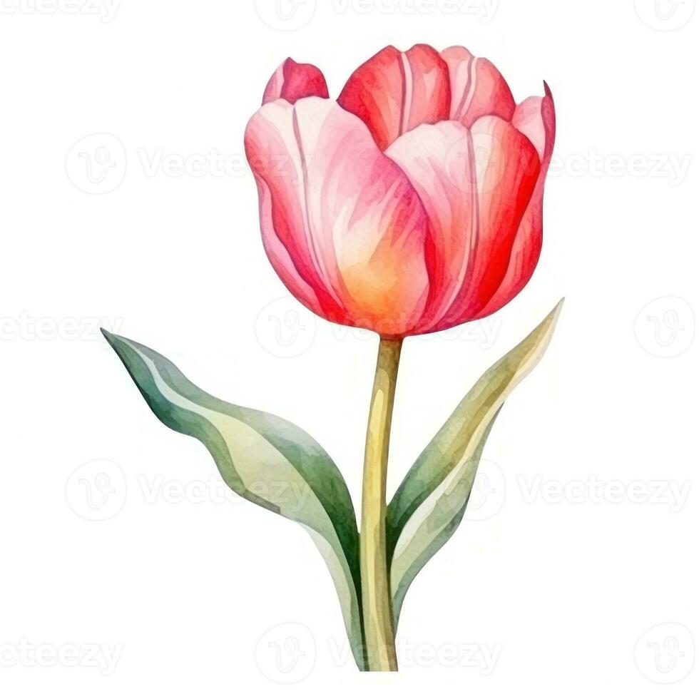 Watercolor tulip flower isolated photo