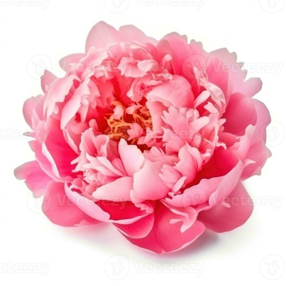 Pink peony flower isolated photo