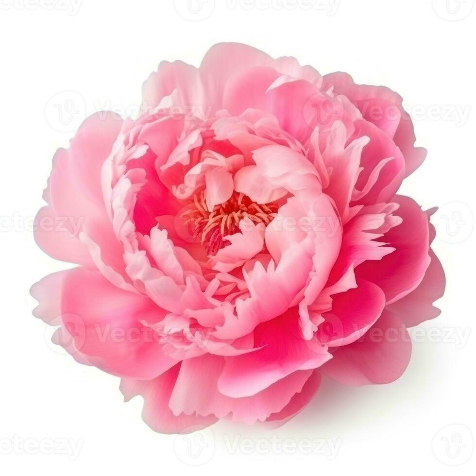 Pink peony flower isolated photo