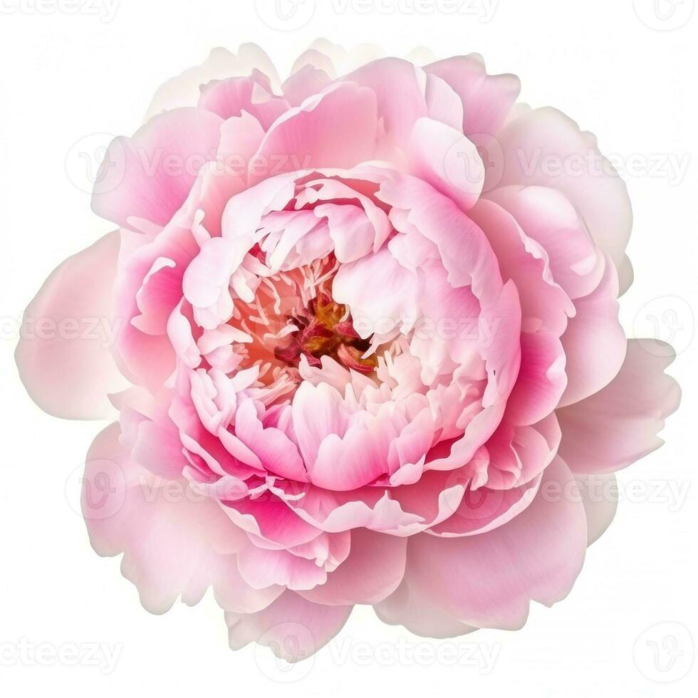 Pink peony flower isolated photo