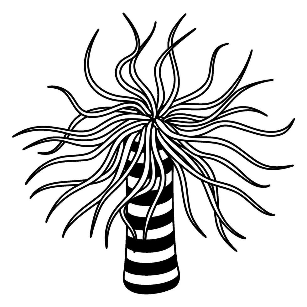 Black and white outline of sea anemone. Actinia. Underwater creature. Monochrome vector clipart of ocean animal isolated on a white background. Illustration on a nautical theme.