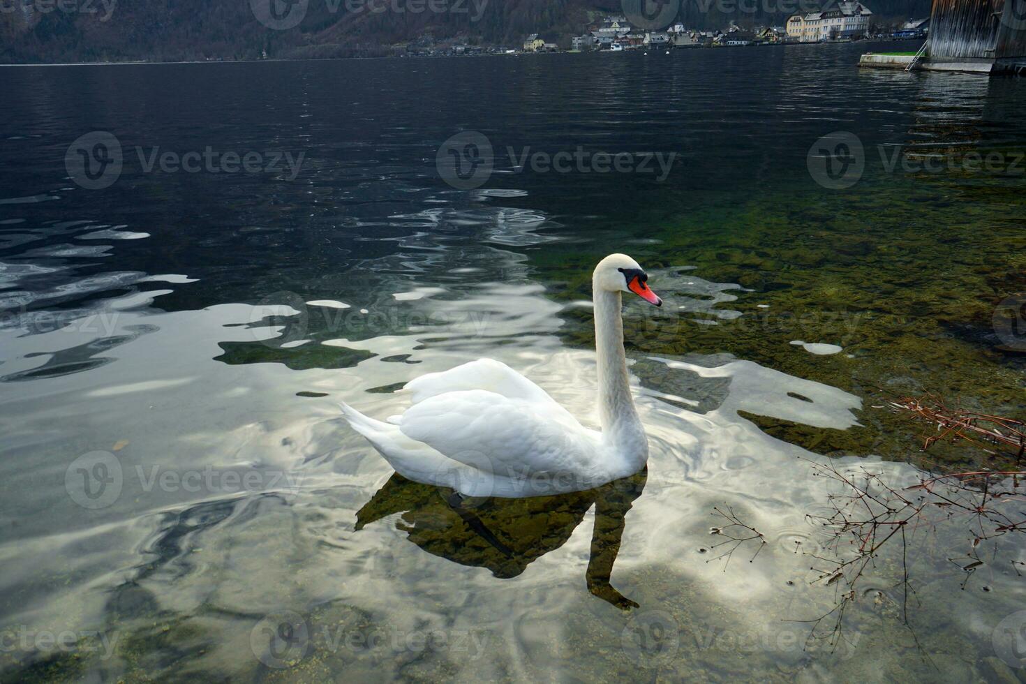 A swan swims in a lake of Hallstatt village. photo