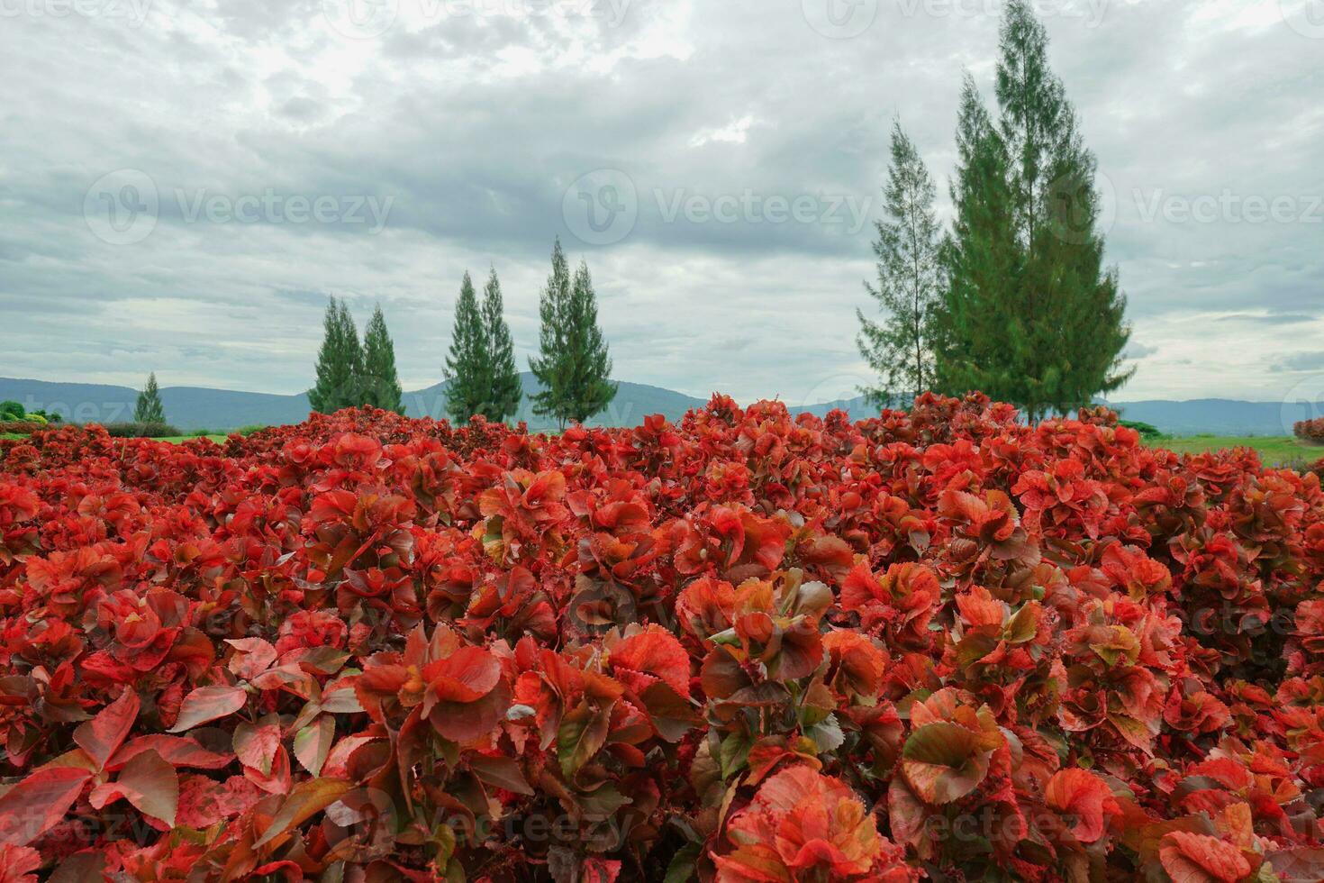 Beautiful copper leaf plants and pine trees on cloudy garden. photo