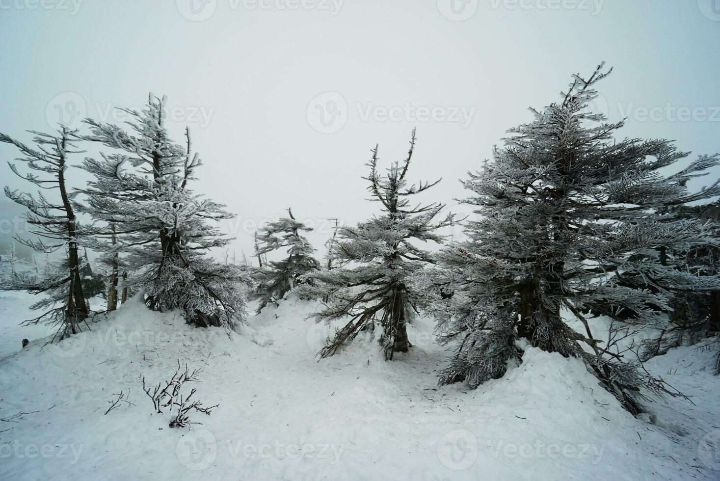 Snow blizzard over the pine forest in winter, Japan photo