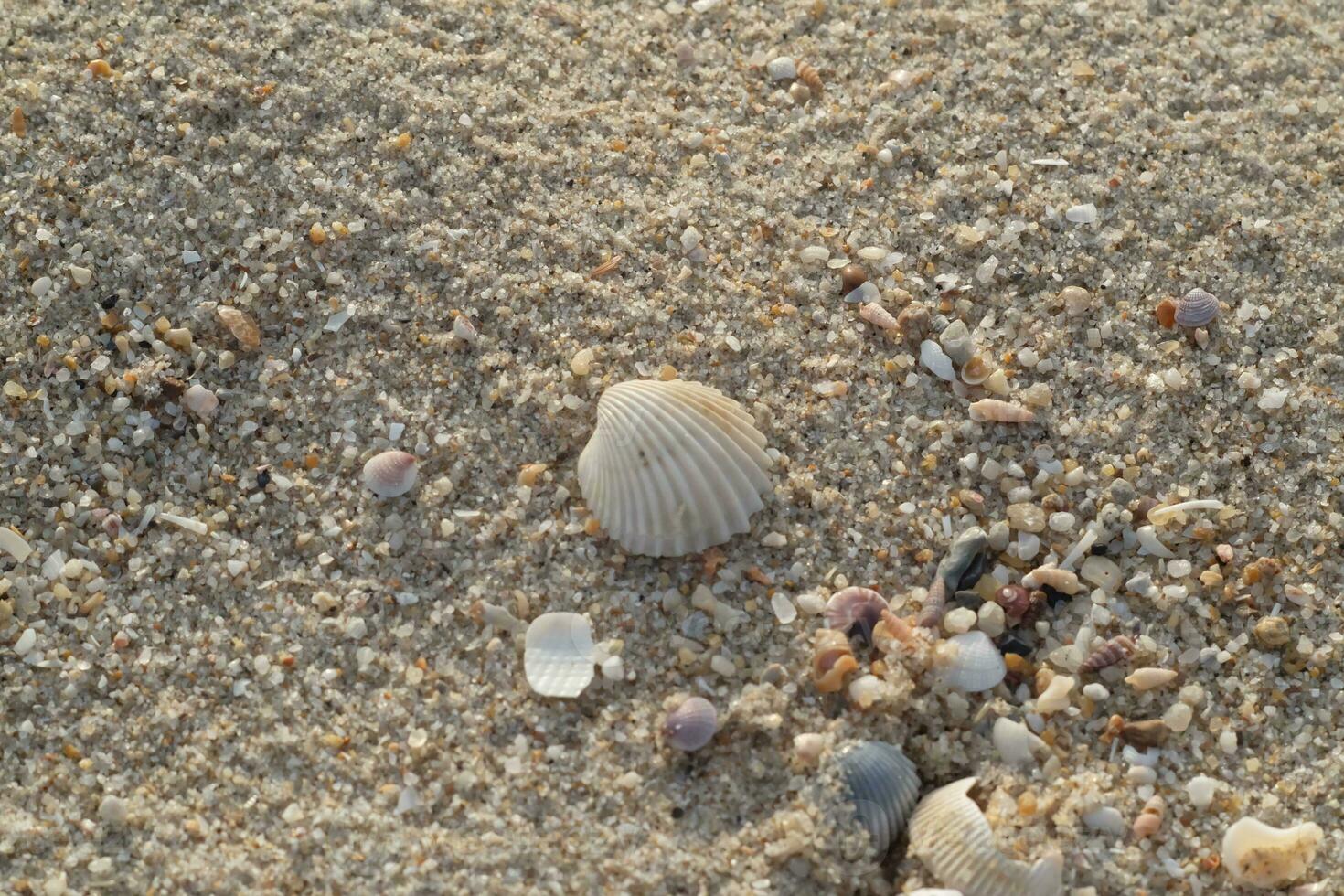 sea shells and stones on the beach in summer time photo