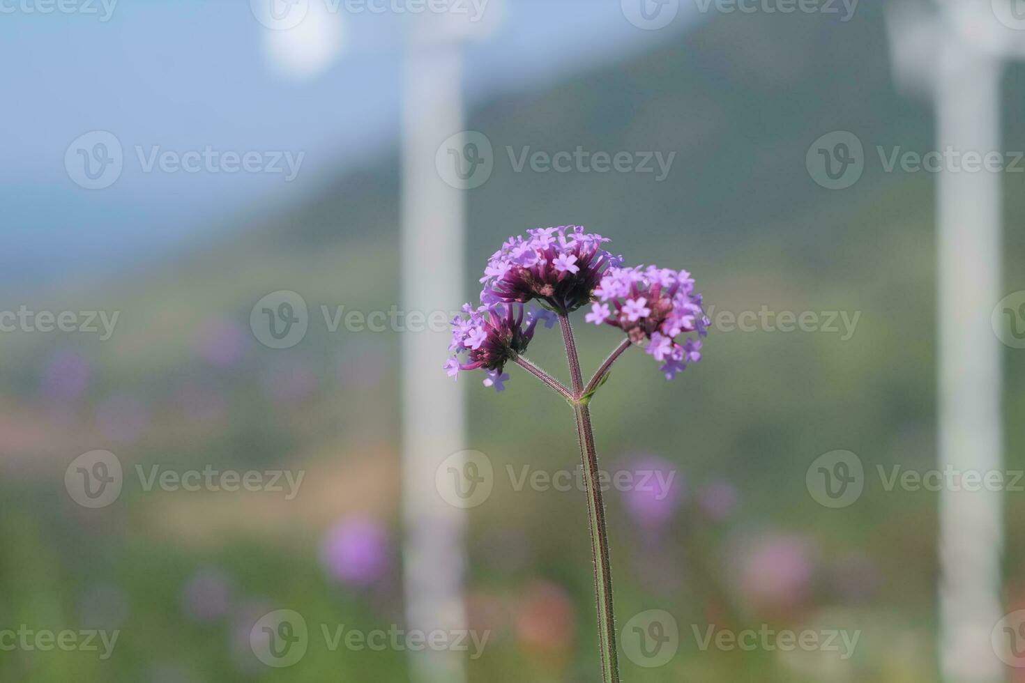 beautiful flowers in the garden photo