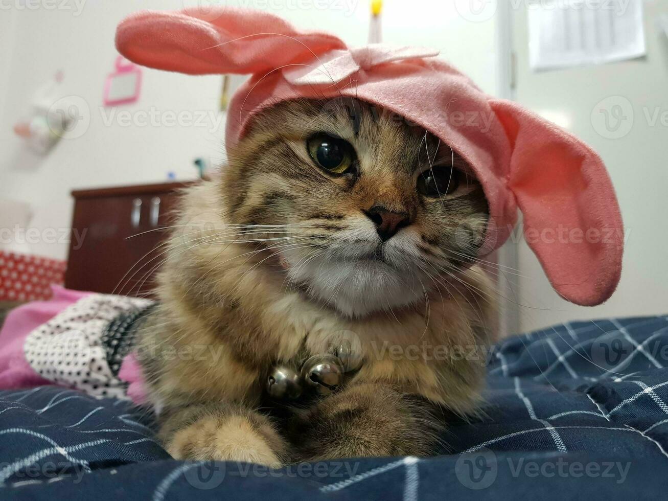 Cute cat wearing a pink hat on the bed in the room photo