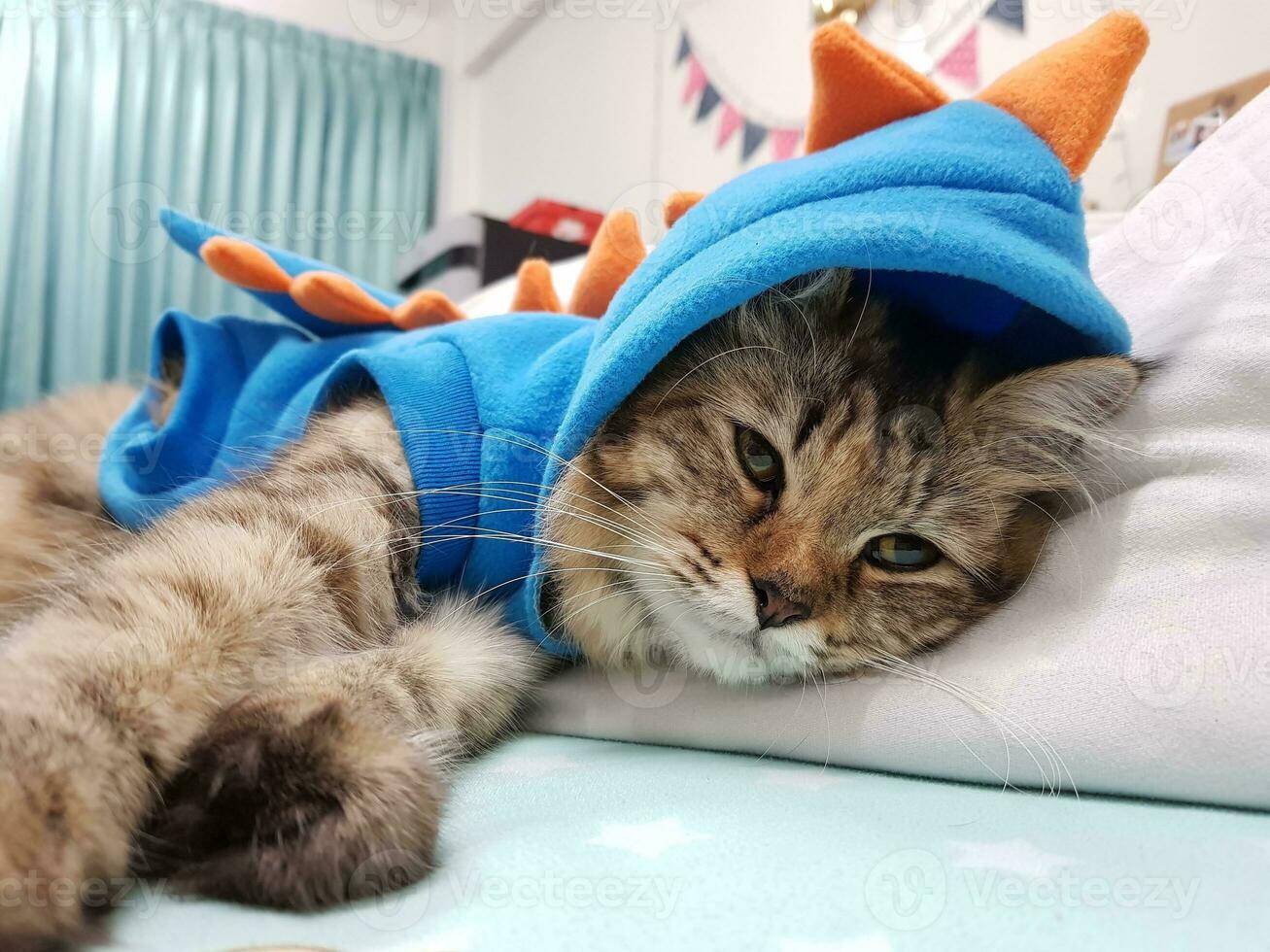 Cute tabby cat in blue scarf lying on plaid. photo