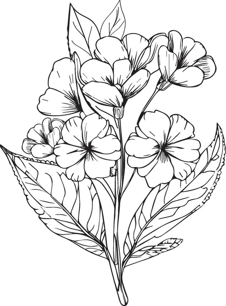 primrose line drawings, hand-painted primrose  wall art, Primula denticulata botanical wall art, simple primula drawing, bellflower stock outline drawing, primrose flower line art, vector