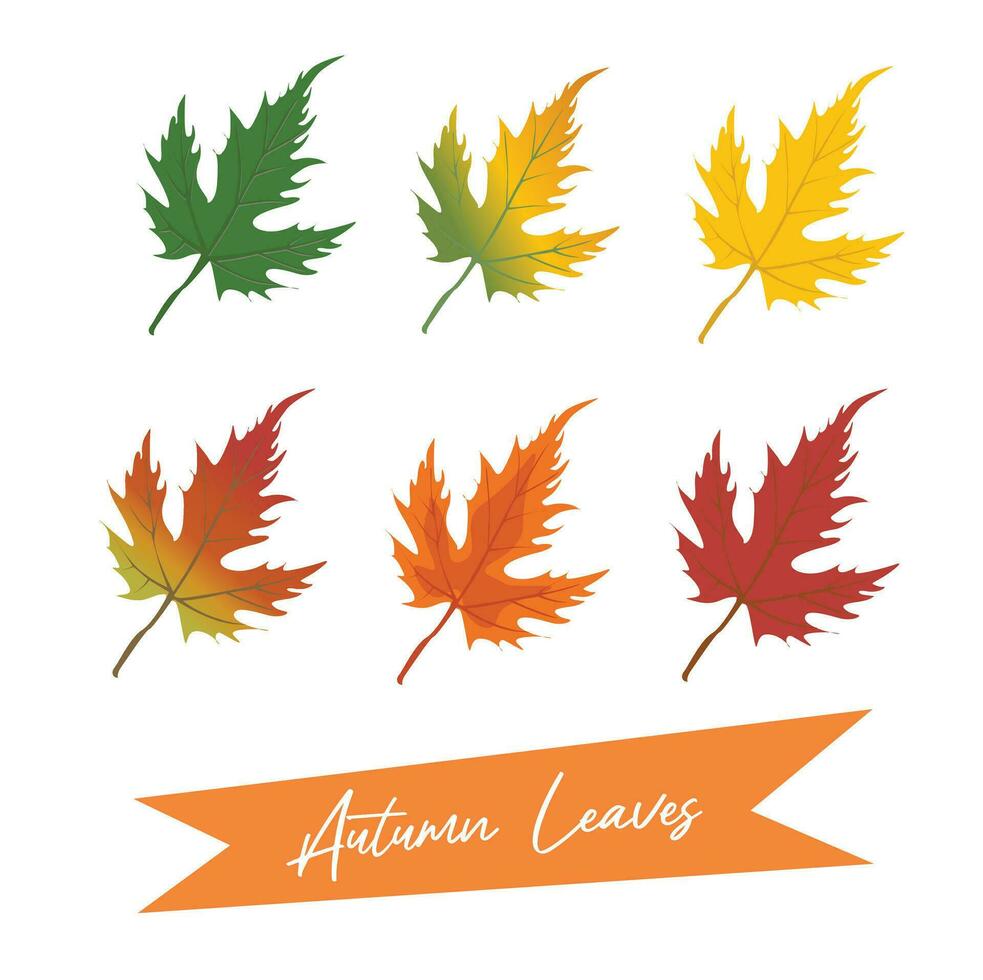 Autumn maple leaves vector illustration.  Autumn  leaves design template for decoration, sale banner, advertisement, greeting card and media content. Autumn concept. Flat vector isolated on white.