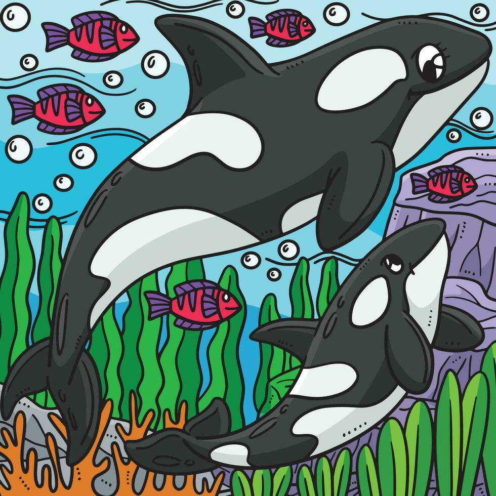 Mother Killer Whale Baby Killer Whale Colored vector