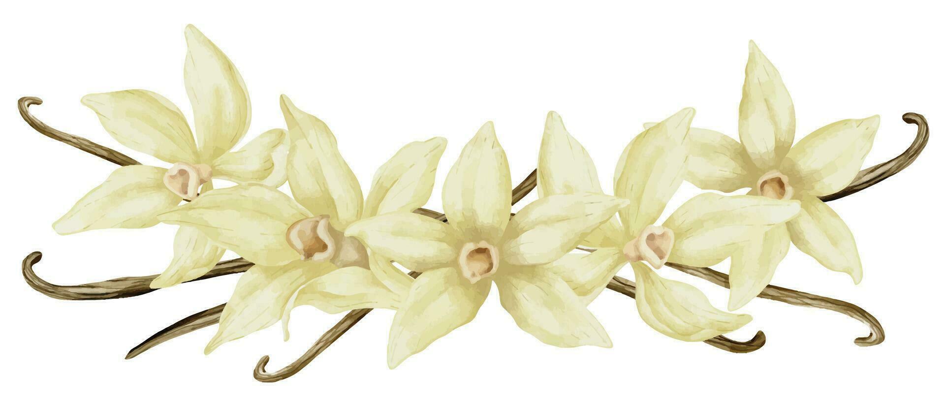 Vanilla Flower with Sticks. Watercolor hand drawn illustration of yellow orchid Flower and pods on white isolated background. Drawing of spice for cooking or aroma oils. Sketch of herbal ingredient vector