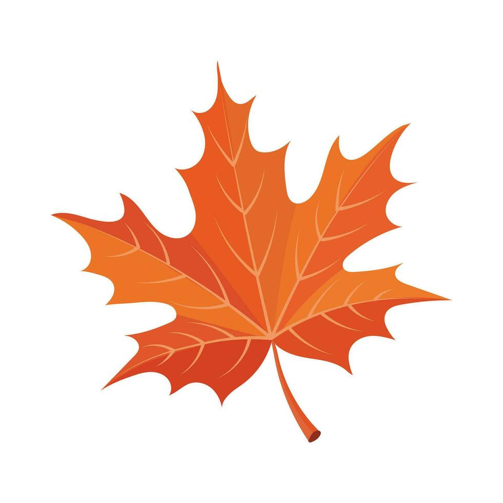 Colorful autumn maple leaf isolated on white background. Print, autumn illustration, vector