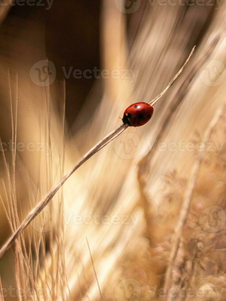 ladybug on barley stalk summer field photo