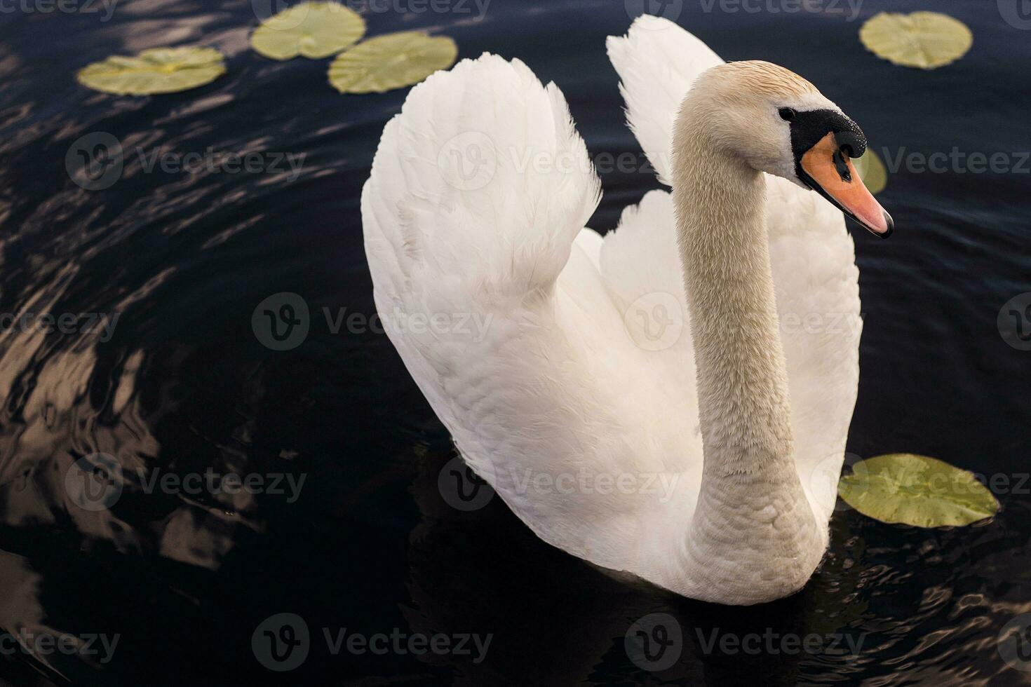 grande blanco cisne en el lago foto