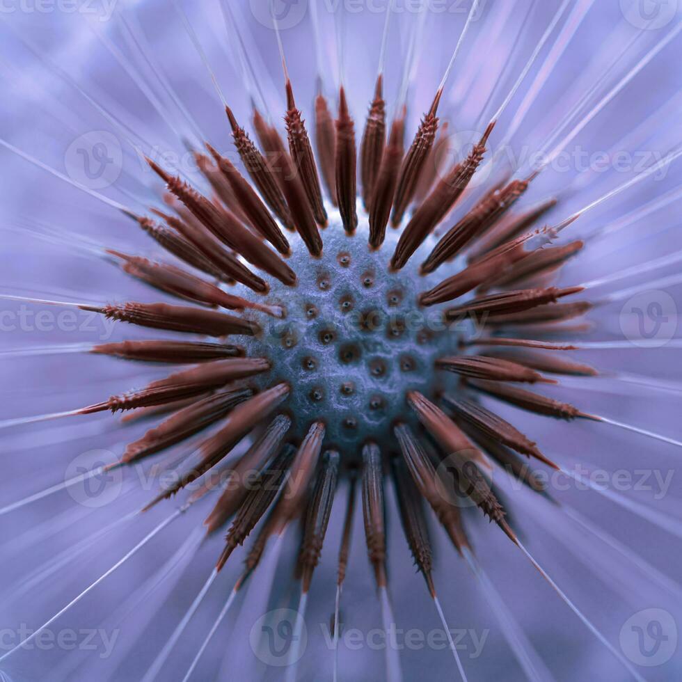 Close-up of dandelion flower plant in springtime photo